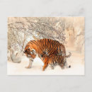 Search for tiger postcards Cub