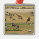 Search for migrator christmas tree decorations Feeding