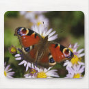 Search for peacock butterfly mousepads Garden