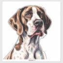 Search for english pointer Pet