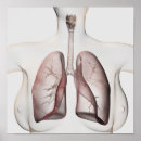 Search for larynx Human body parts