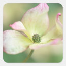 Search for dogwood stickers Garden