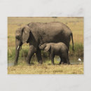Search for elephant calf postcards Kenya
