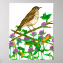 Search for thrushes posters Hermit thrush