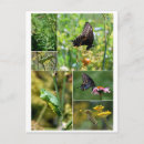 Search for life cycle postcards Butterfly