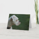 Search for white boxer cards Pet