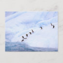 Search for pete postcards Antarctic peninsula