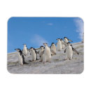 Search for flightless magnets Animal