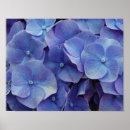 Search for zooming posters Flower