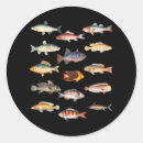 Search for freshwater fish stickers Species