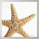 Search for ocean creatures posters Animal
