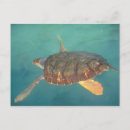 Search for torro Chelonia myches