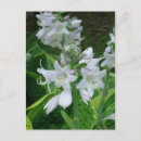 Search for hosta postcards Flowers
