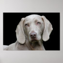 Search for weimaraner art Cute