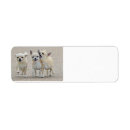 Search for chihuahua puppy return address labels Puppies