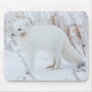 Search for arctic fox mousepads Alopex lagopus