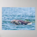 Search for love dolphins posters Nature