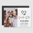 Search for save a pet Dog