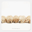 Search for golden retriever puppy stickers Nature