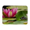 Search for bullfrog magnets Wildlife
