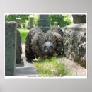 Search for young bird posters Owl