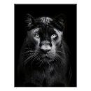 Search for black panther posters Wild animal