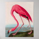 Search for american flamingo posters John james audubon