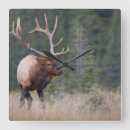 Search for big bull art Danita delimont