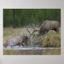 Search for rolf nussbaumer posters Wyoming