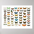 Search for butterfly chart posters Flowers