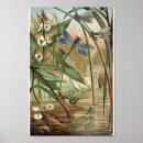 Search for vintage dragonfly posters Butterflies
