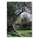 Search for olive tree cards Green
