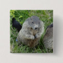 Search for marmot badges Cute