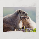 Search for marmot postcards Wildlife