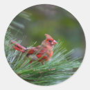 Search for juvenile stickers Wildlife