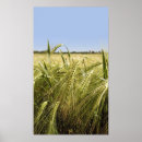 Search for grains posters Bread