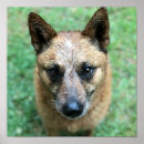 Search for australian cattle dog decor Animal