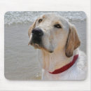 Search for lab puppy electronics Pet