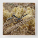 Search for desert squirrel Wildlife
