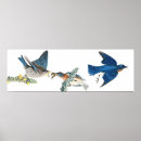 Search for audubon birds posters Wildlife