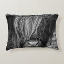 Search for scottish highland cow decor Cattle