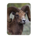 Search for ram magnets Wildlife