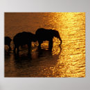 Search for african animals posters Mammal