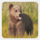 Search for funny bear stickers Baby