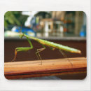 Search for green praying mantis electronics Animal
