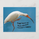 Search for comical birds postcards Wildlife