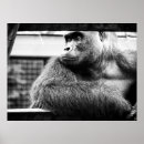 Search for silverbacks posters Animal