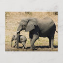 Search for elephants baby postcards Animal