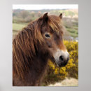 Search for pony posters Wild