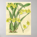 Search for oncidium Vintage